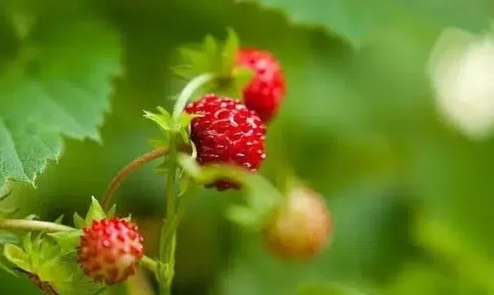 fresas_xoptimizadax--660x371